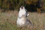 ALASKAN MALAMUTE 481